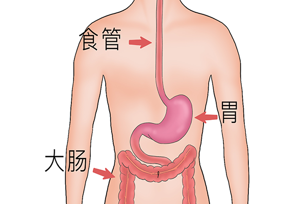 枸杞不能和什么一起吃